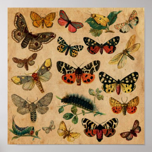 Insects  Butterfly Antique Collection Poster