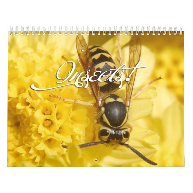 Insects Calendar 2013 (Cover)