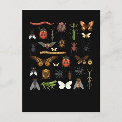 Insects Collection Nature Fly Butterfly Moths Postcard