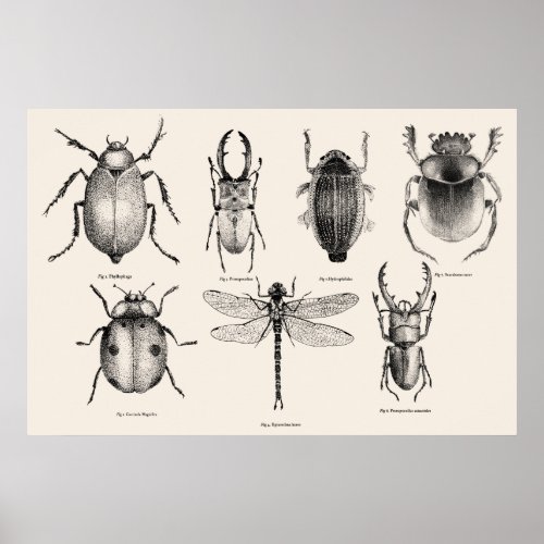 Insects diagram II Poster