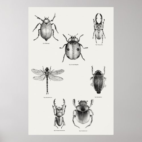 Insects diagram poster