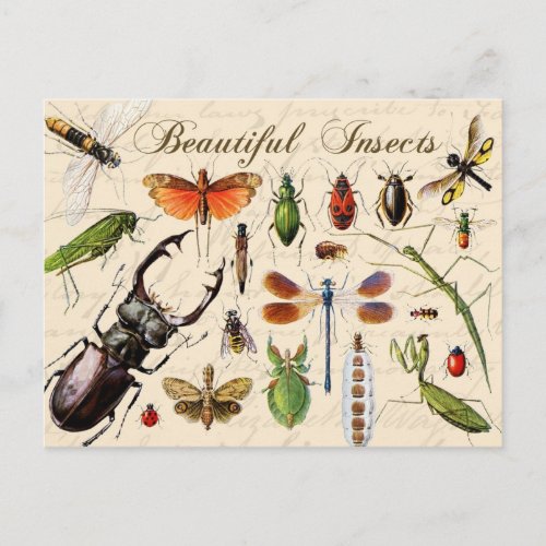 Insects _ earths most diverse organisms postcard