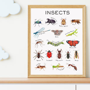 Insects Educational Poster