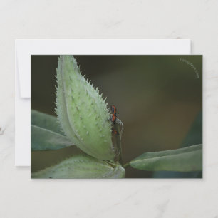 Insects Feast: Oncopeltus fasciatus/Sarcophagidae