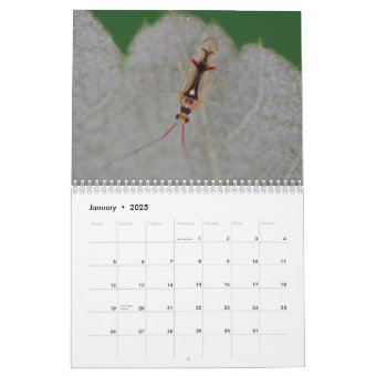 Insects: Great and Small Calendar | Zazzle