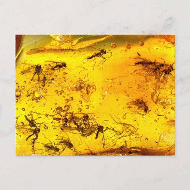 Insects in amber  | postcard (Front)