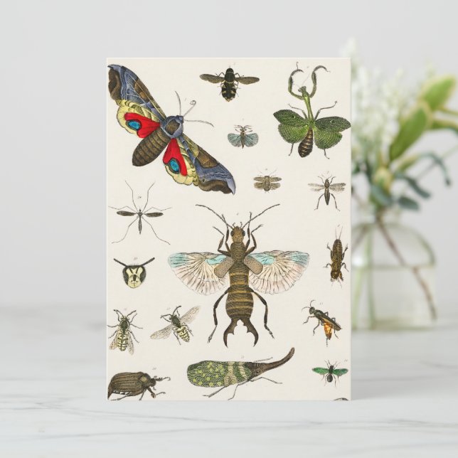 insects, insect, nature, butterfly, bugs, bee invitation (Standing Front)