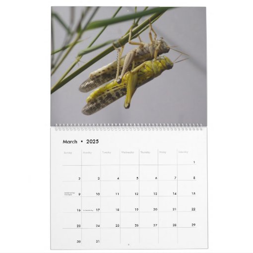Insects Macros 2024 Kalender Calendar | Zazzle