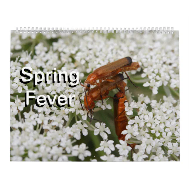 Insects Macros 2024 Kalender Calendar | Zazzle