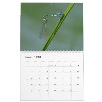 Insects Macros 2024 Kalender Calendar | Zazzle