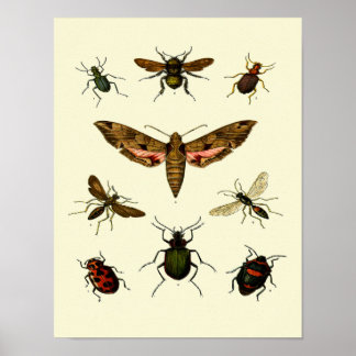 Insects-Print of 9 vintage insects Poster