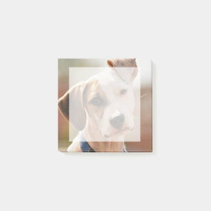 Insert your own pet photo- square post-it notes