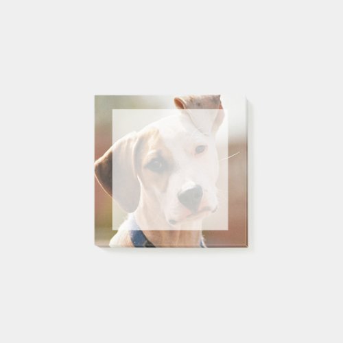 Insert your own pet photo_ square post_it notes