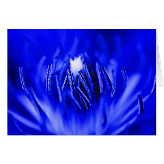 Inside-A-Flower Blue Cards (Front Horizontal)
