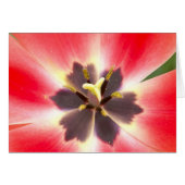 Inside a Tulip (Front Horizontal)