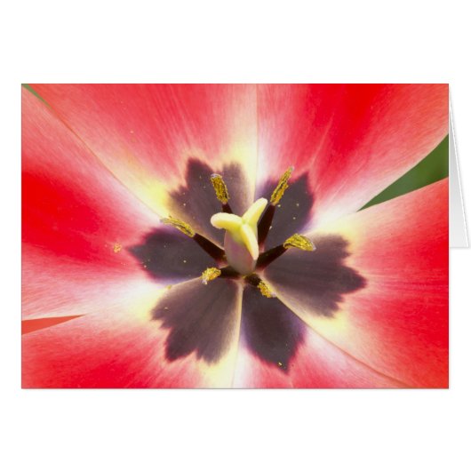 Inside a Tulip Cards (Front Horizontal)