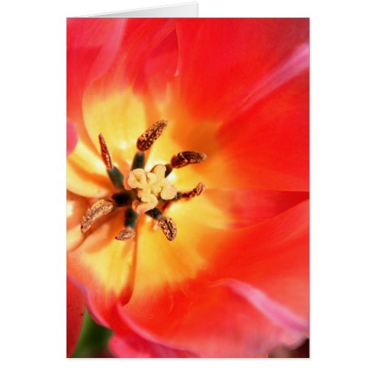 Inside a Tulip Cards (Front)