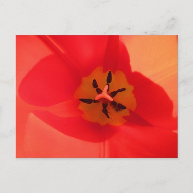 Inside a Tulip Postcard (Front)