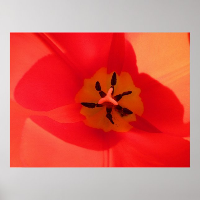 Inside a Tulip Poster (Front)