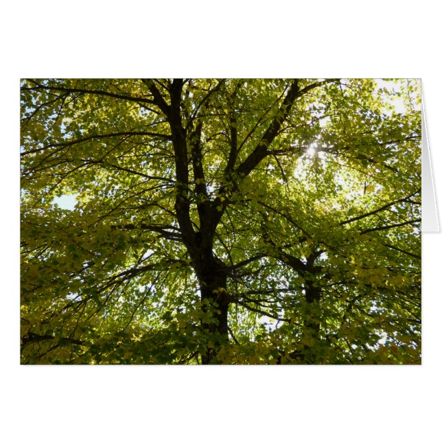 Inside a Yellow Maple Tree Autumn Cards (Front Horizontal)