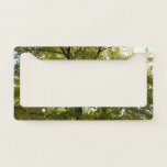 Inside a Yellow Maple Tree Autumn License Plate Frame