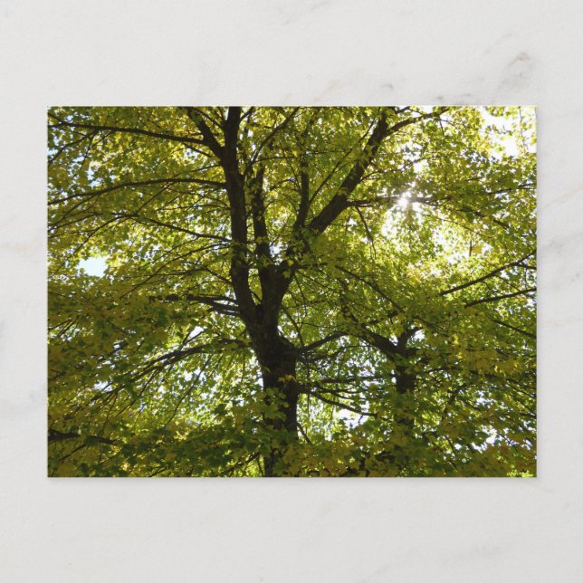 Inside a Yellow Maple Tree Autumn Postcard (Front)