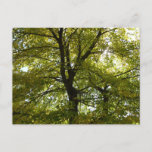 Inside a Yellow Maple Tree Autumn Postcard