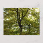 Inside a Yellow Maple Tree Autumn Postcard