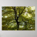 Inside a Yellow Maple Tree Autumn Poster
