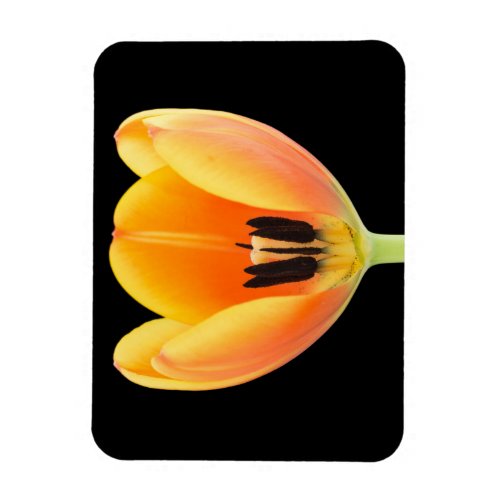 Inside an orange colored tulip flexible magnet