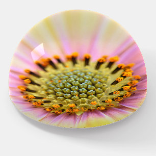 Inside Daisy Paperweight