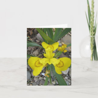 Inside Iris Small Blank Note Card