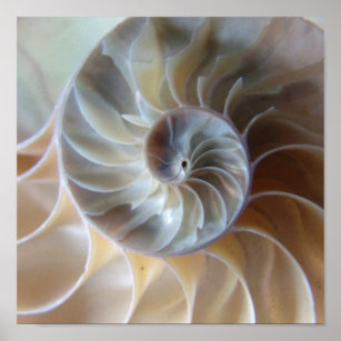 Nautilus Shell Art Wall Decor Zazzle