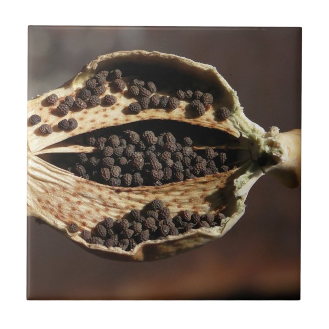 Inside of a Poppy Flower Pod Ceramic Tile (Front)