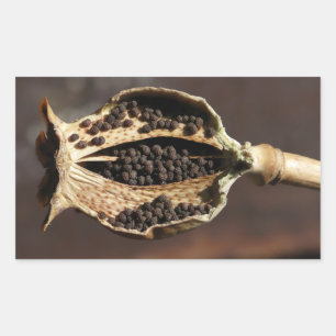 Inside of a Poppy Flower Pod Rectangular Sticker