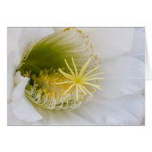 Inside of a white cactus in bloom (Front Horizontal)