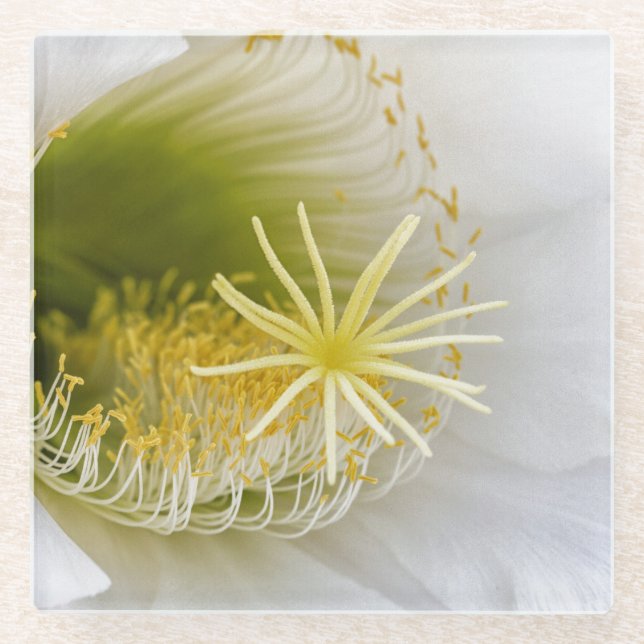 Inside of a white cactus in bloom glass coaster (Front)