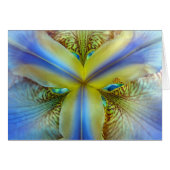 Inside of Iris (Front Horizontal)