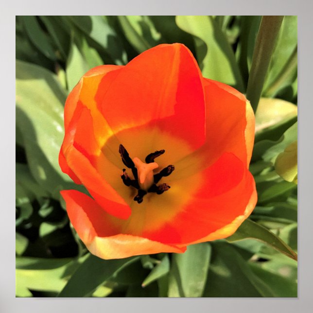 Inside Orange Tulip Poster (Front)
