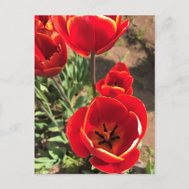 Inside Red Tulips Postcard (Front)
