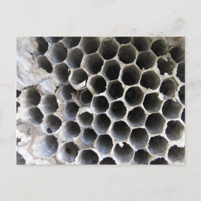 Inside the Hive Postcard (Front)