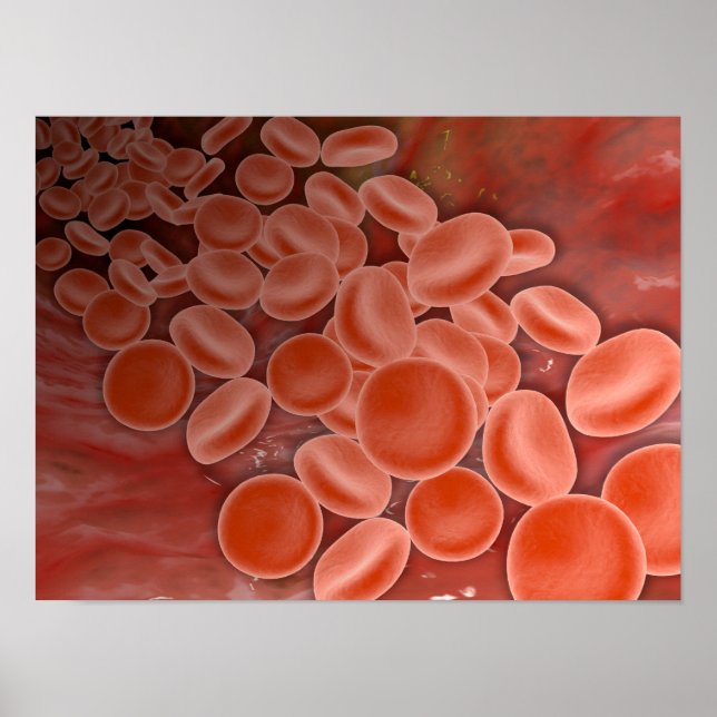 Inside View Of The Artery With Red Blood Cells Poster (Front)