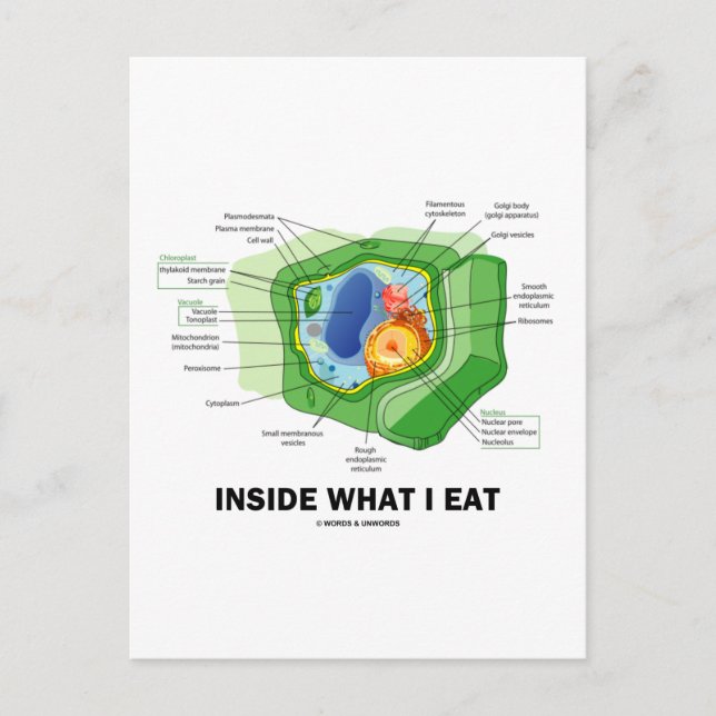 Inside What I Eat (Plant Cell Vegetarian Humor) Postcard (Front)