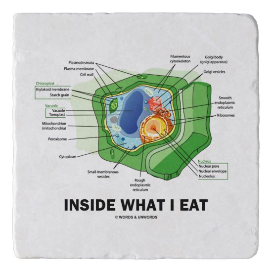 Inside What I Eat Plant Cell Vegetarian Humor Trivet