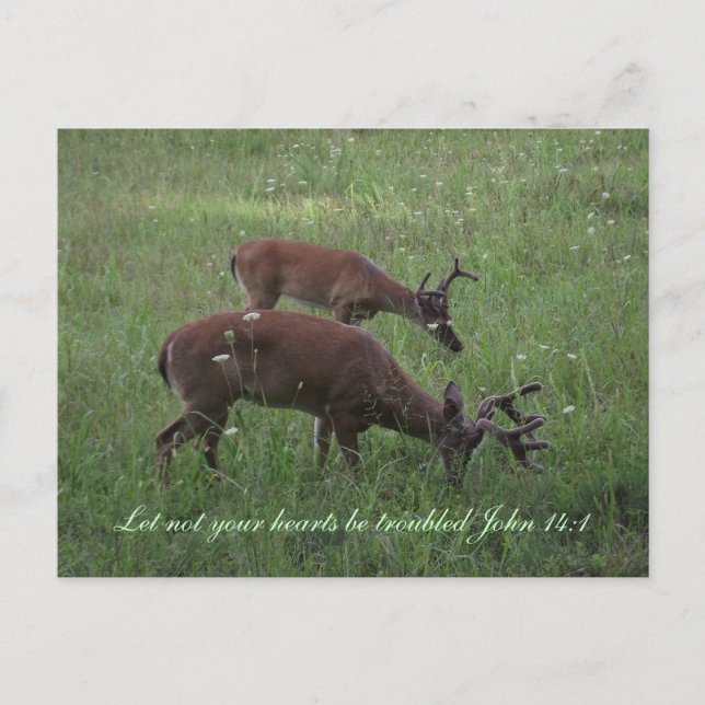 Inspiration scripture postcard deer Cades Cove (Front)
