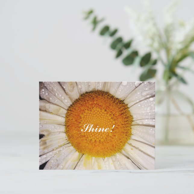 Inspirational Daisy with Dew Drops - Shine! Postcard (Standing Front)