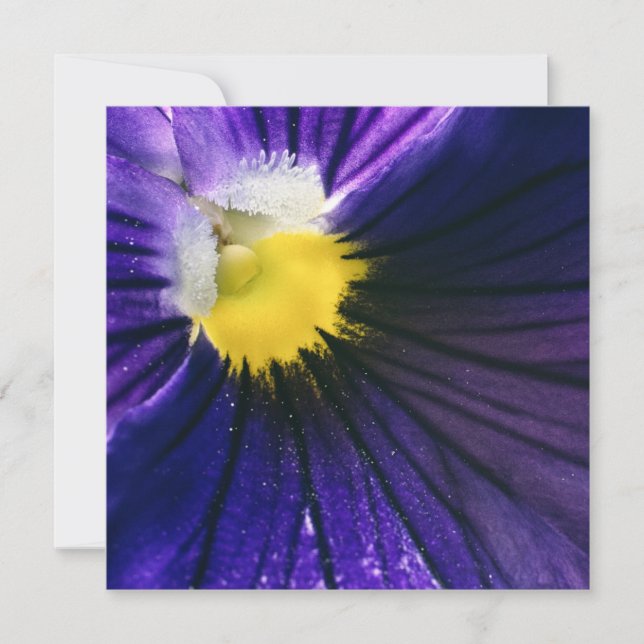 Inspirational purple pansy macro photograph modern (Front)
