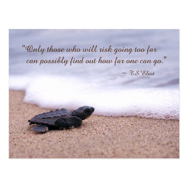 Inspirational Quote Baby Sea Turtle Sand Ocean Postcard (Front)
