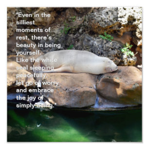 Inspirational: Sleeping White Sea Lion On Rocks, Photo Print