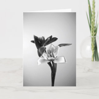 Inspiring Tulips Holiday Card